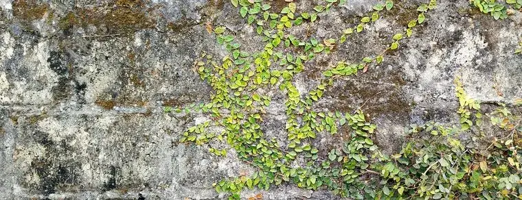 Groene aanslag en mos op een gevel
